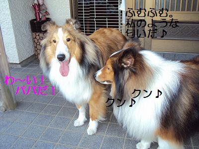 パパ犬に会いに_e0195743_2261383.jpg