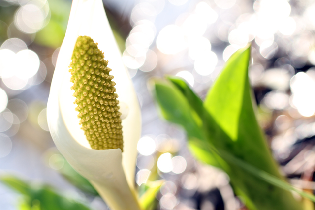 五泉の水芭蕉が咲く_b0076646_2094766.jpg