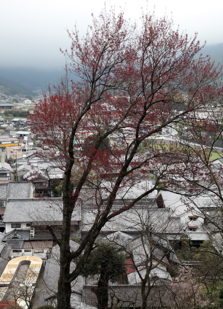 宇陀市　森野旧薬園　_c0108146_21395810.jpg