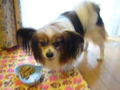 e0100046_20344763.jpg