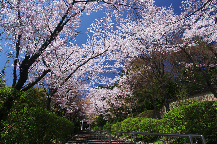桜のトンネル(宗忠神社~金戒光明寺)_f0155048_0301641.jpg