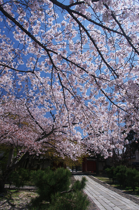桜のトンネル(宗忠神社~金戒光明寺)_f0155048_0304135.jpg