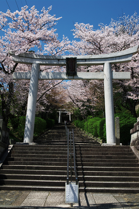 桜のトンネル(宗忠神社~金戒光明寺)_f0155048_031226.jpg