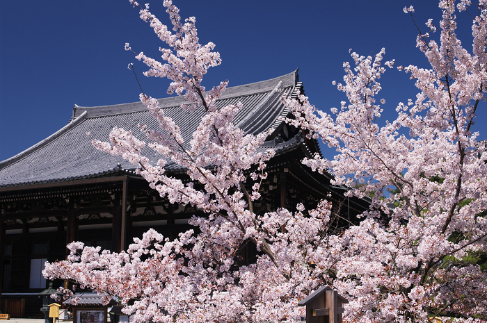 桜のトンネル(宗忠神社~金戒光明寺)_f0155048_0322036.jpg