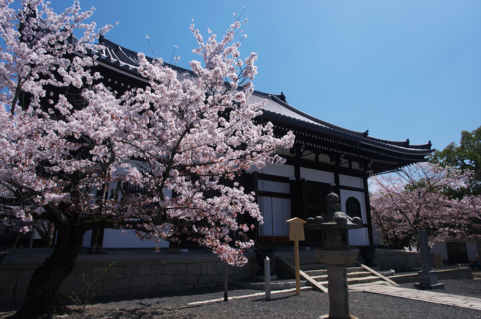 桜のトンネル(宗忠神社~金戒光明寺)_f0155048_03297.jpg
