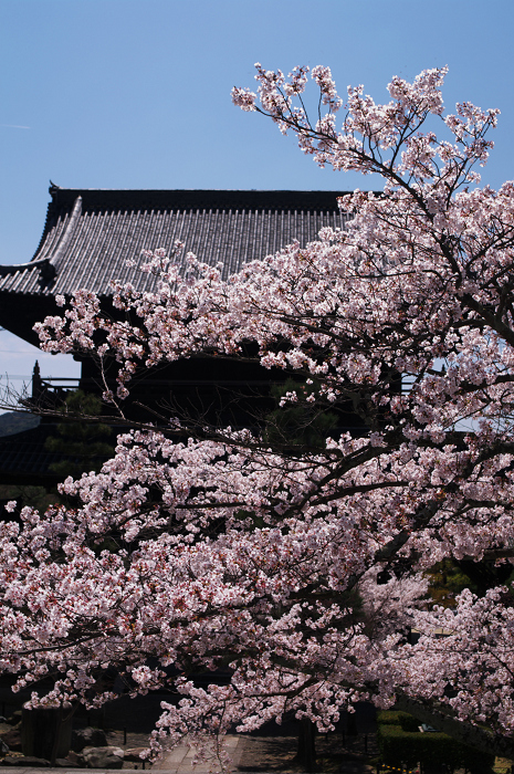 桜のトンネル(宗忠神社~金戒光明寺)_f0155048_0331997.jpg