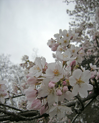 4月15日　沼田城趾 御殿桜_a0001354_19421286.jpg