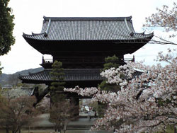 京桜_b0015055_373652.jpg