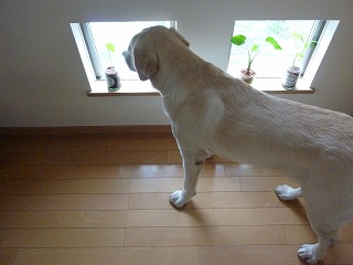 square X 6 小さな四角い窓_a0165160_8201359.jpg
