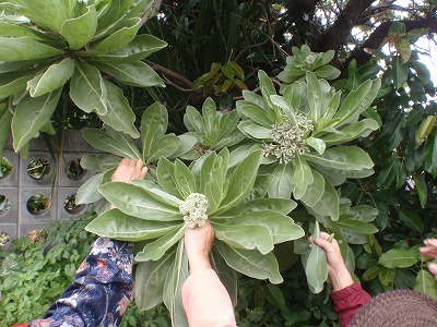 c0180460_15261.jpg