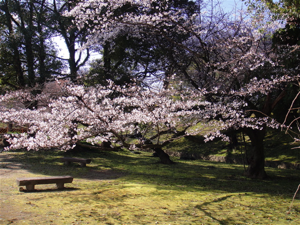 世界遺産に春が来る・城外編　兵庫・姫路城。_e0125762_23202979.jpg