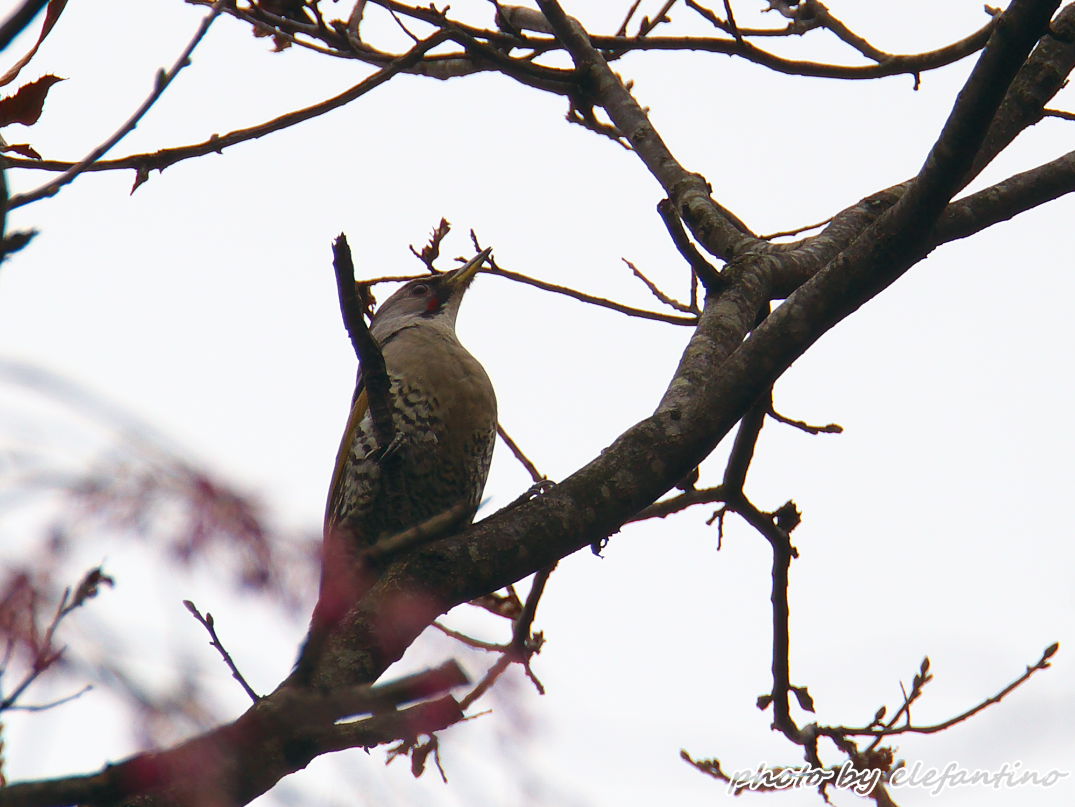 先週末撮った野鳥_b0123663_21183189.jpg