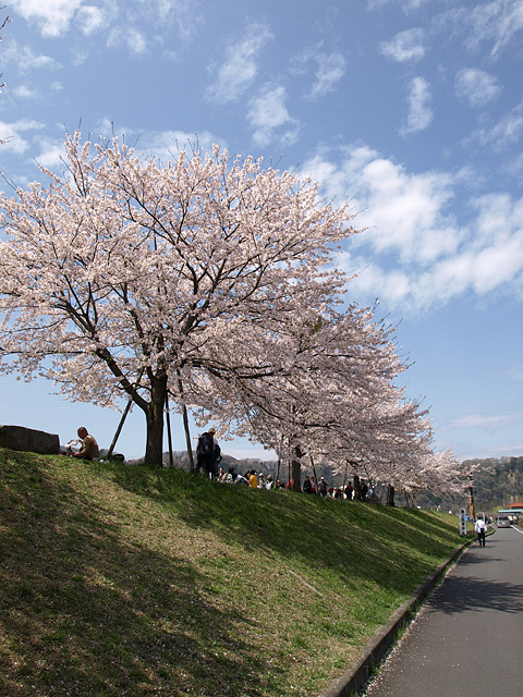 羽村チューリップまつり、大悲願寺、東伏見稲荷神社など （4/11）_b0006870_17421431.jpg