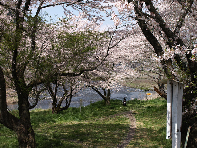 羽村チューリップまつり、大悲願寺、東伏見稲荷神社など （4/11）_b0006870_17422925.jpg