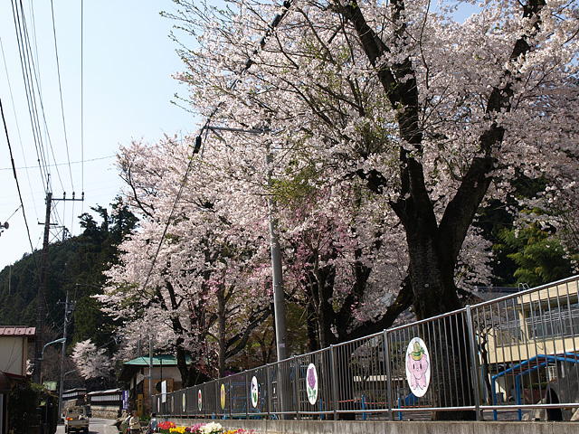 羽村チューリップまつり、大悲願寺、東伏見稲荷神社など （4/11）_b0006870_17425960.jpg