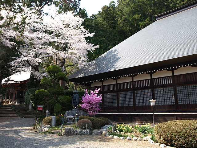 羽村チューリップまつり、大悲願寺、東伏見稲荷神社など （4/11）_b0006870_17434248.jpg