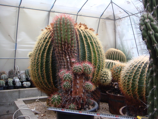 強棘】 フェロカクタス 唐木 文鳥丸 サボテン：フェロカクタス 文鳥丸