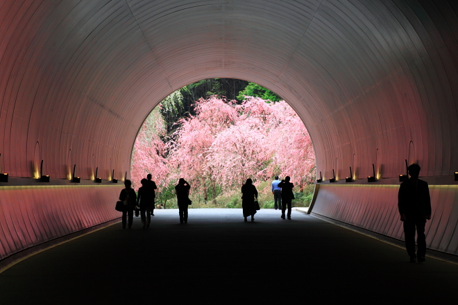 ＊　MIHO MUSEUM 　　さくらだよりが届きましたよ♪_f0225276_21435618.jpg