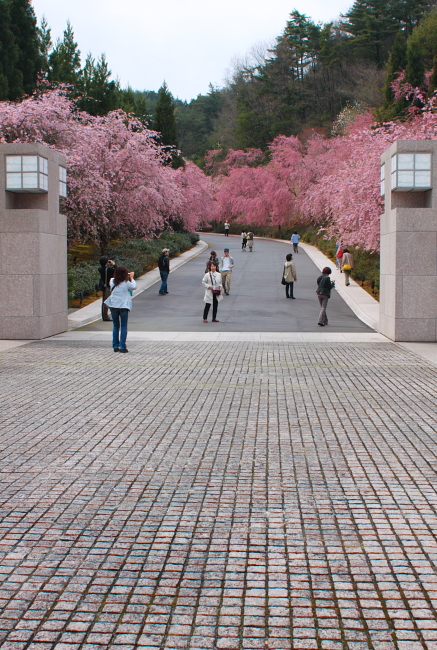 ＊　MIHO MUSEUM 　　さくらだよりが届きましたよ♪_f0225276_23205064.jpg