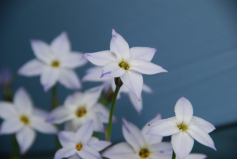 近くの春の花々_c0187781_19565792.jpg