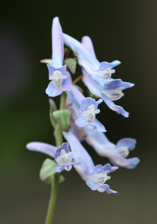 c0144185_8443971.jpg