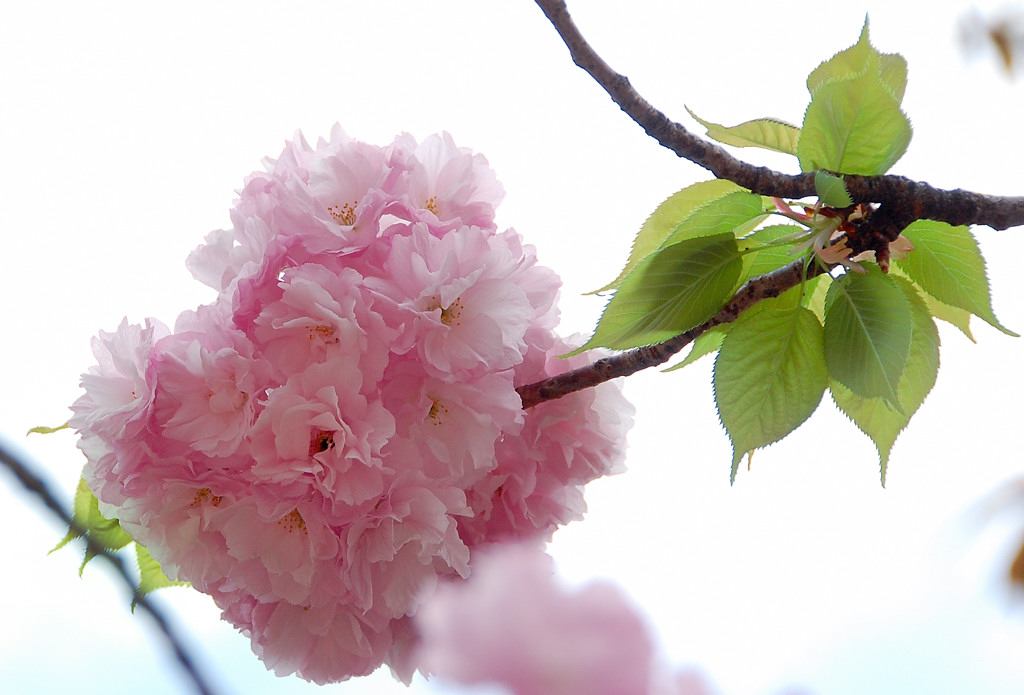 造幣局の桜_e0169286_051880.jpg