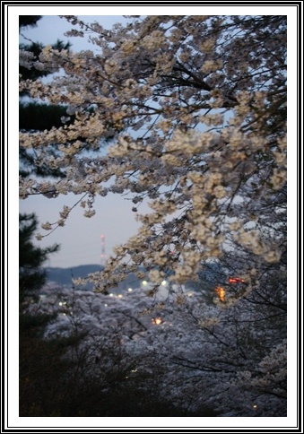夜桜Part４_c0189890_2339376.jpg