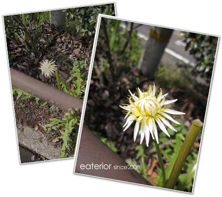 『もみじの花が咲いているよ♪』 東山動植物園vol.24_b0142197_8443693.jpg