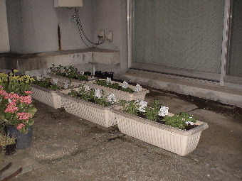 d0016397_1502945.jpg