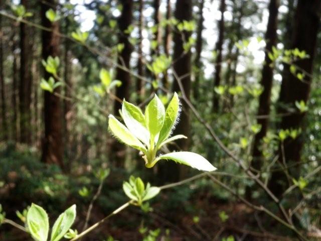 山笑う、伊豆ケ岳トレラン取材レポ_d0122797_20222850.jpg