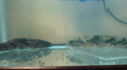 d0135899_16443434.jpg