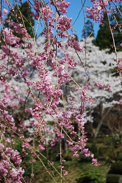 湖北の十一面観音さま_c0124100_12505149.jpg