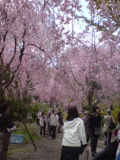 お花見♪_f0126508_11311784.jpg
