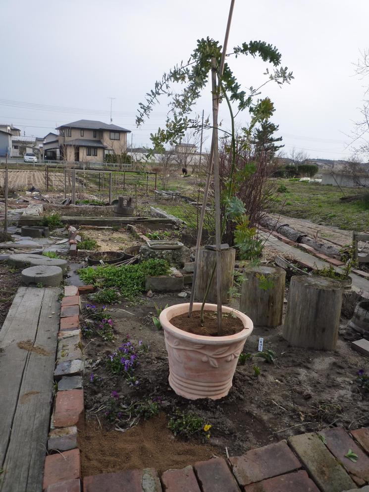 ミモザ 植え替えです Patapatamamaの日記