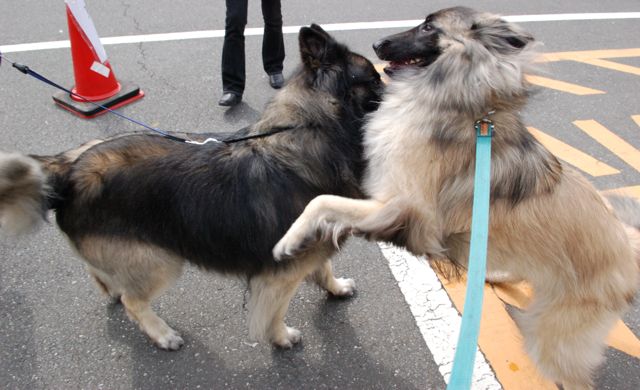 2010 Japan International Dog Show　ベルジアンがいっぱい。_c0175014_8574372.jpg