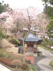渓水寺のしだれ桜☆見頃です♪_e0097615_12102362.jpg