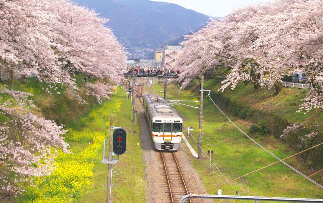 桜の里へ_d0006718_937416.jpg