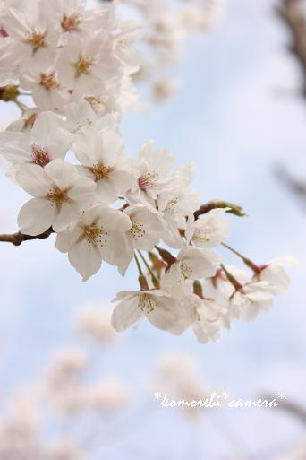 桜・・・２０１０_e0155123_1733532.jpg