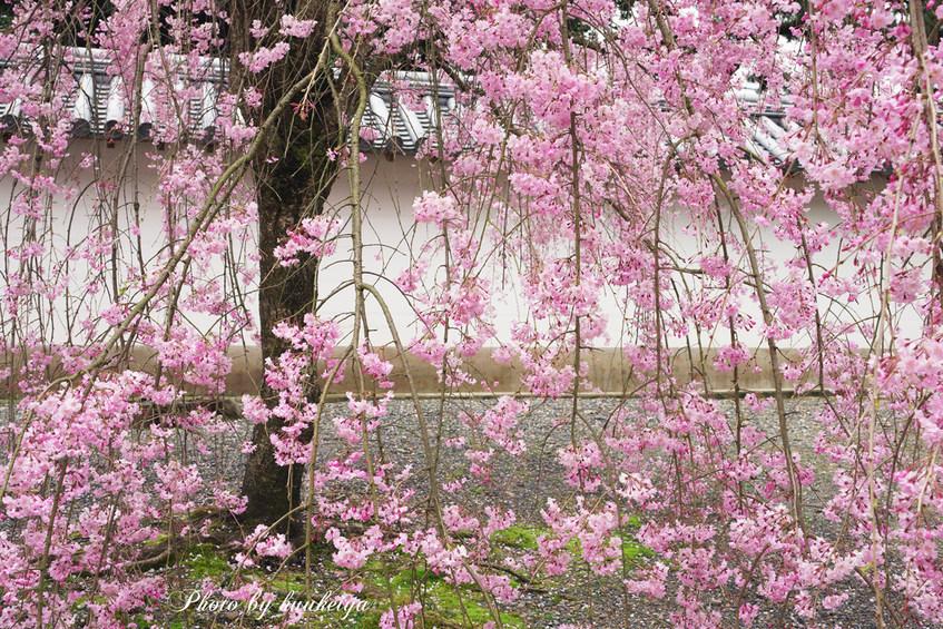 京都～奈良の桜_f0035323_23105110.jpg