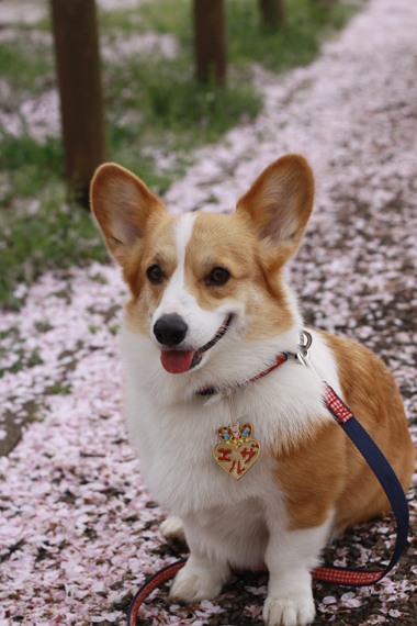 智光山公園のさくら、つづき～_e0071225_16143826.jpg