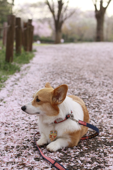 智光山公園のさくら、つづき～_e0071225_162159.jpg