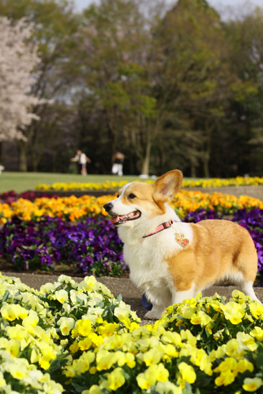 智光山公園のさくら、つづき～_e0071225_16395327.jpg