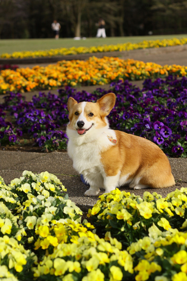 智光山公園のさくら、つづき～_e0071225_16403766.jpg