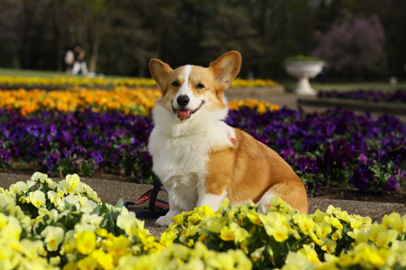 智光山公園のさくら、つづき～_e0071225_1642422.jpg