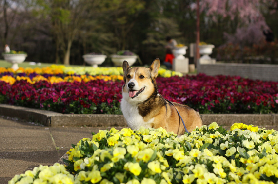 智光山公園のさくら、つづき～_e0071225_16453162.jpg