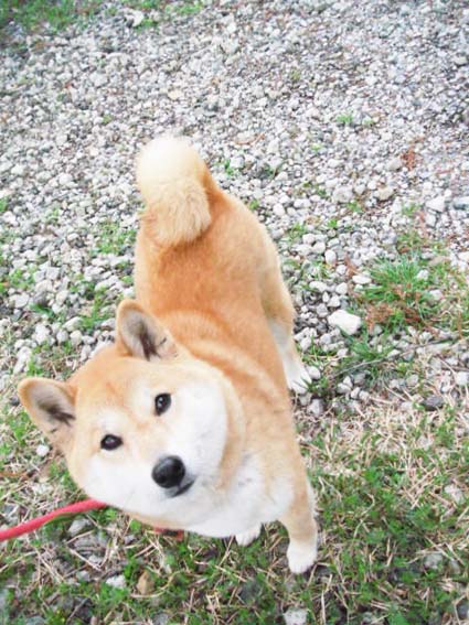 ゴールデンドロップ_c0155326_14323993.jpg