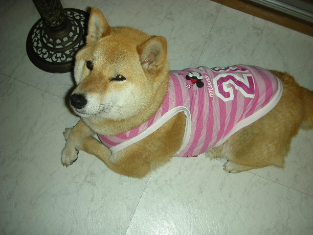 ゴールデンドロップ_c0155326_14474896.jpg