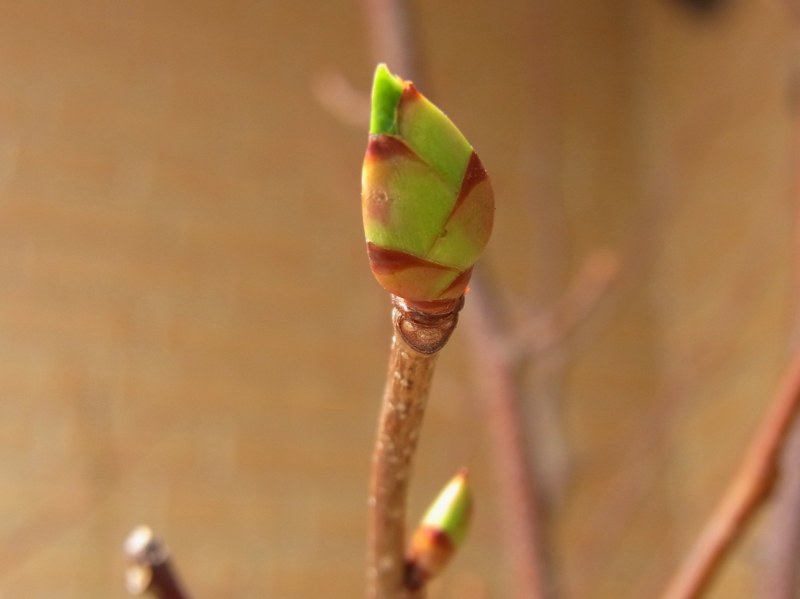 團場の芽吹き_f0158627_1040919.jpg