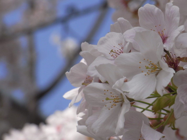 桜　三_a0114228_21131961.jpg