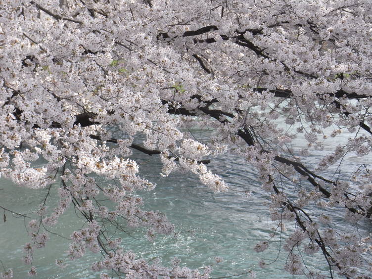 桜　三_a0114228_2184045.jpg